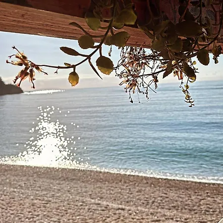 Potami Seashell