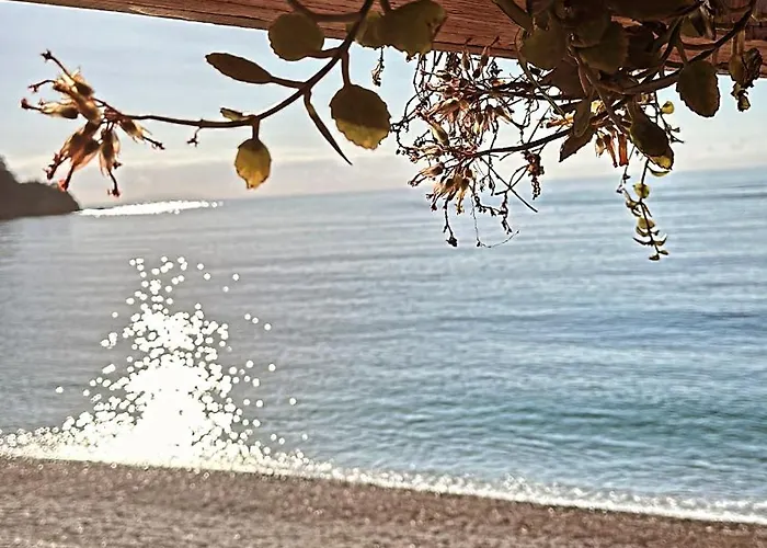 Potami Seashell