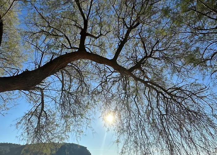 Potami Seashell * Himara